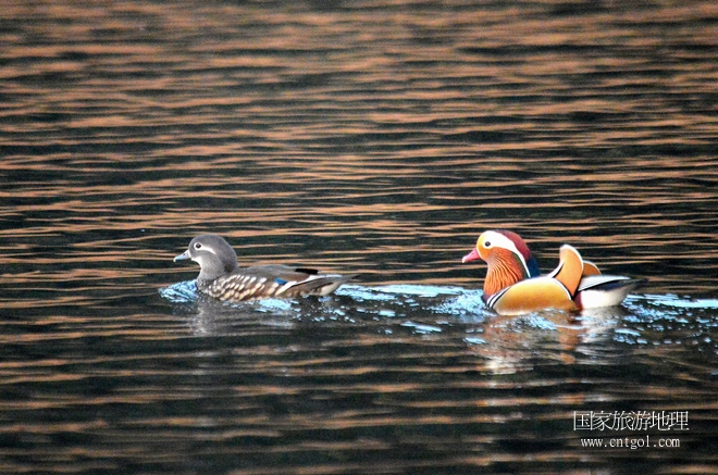 進入初冬，大批野生鴛鴦陸續(xù)飛抵江西婺源縣賦春鎮(zhèn)鴛鴦湖越冬，小精靈們在湖面上或相互依偎、卿卿我我；或隨波逐流、嬉戲打鬧，悠閑自在生活在青山綠水之間，優(yōu)良的水域和豐富的湖畔闊葉林，為鴛鴦過冬提供良好生存環(huán)境，婺源鴛鴦湖已成為亞洲最大的野生鴛鴦越冬棲息地。（攝于12月4日下午）